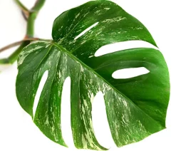 Fensterblatt - Monstera deliciosa 'Variegata', panaschiert