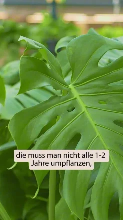 Fensterblatt - Monstera 'Pinnatipartita'