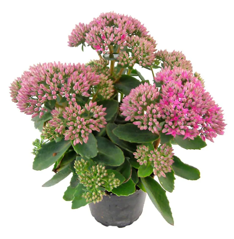 Fetthenne 'Autumn Joy'