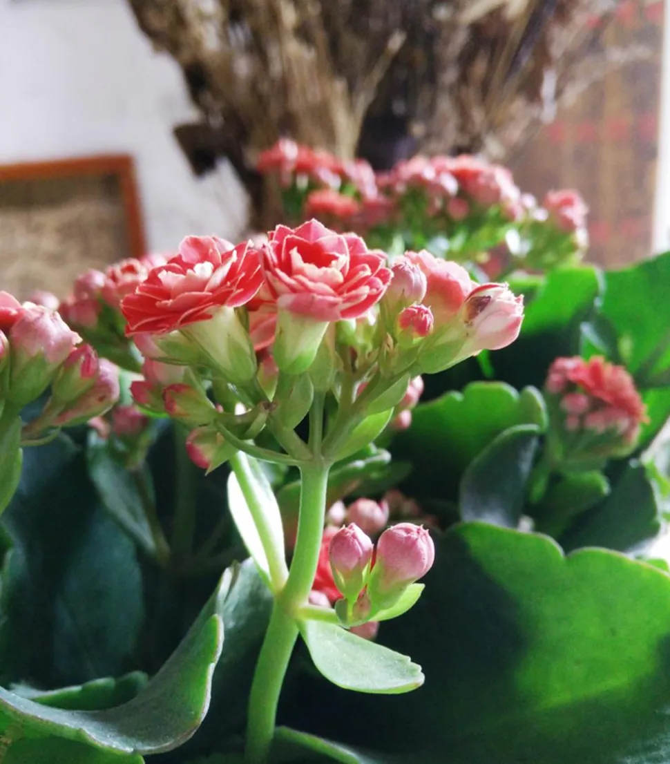 Flammendes Käthchen - Kalanchoe blossfeldiana