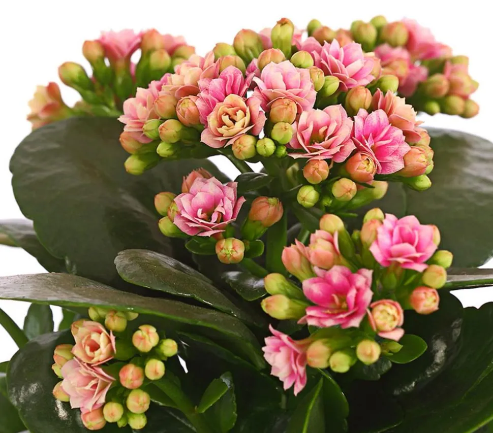 Flammendes Käthchen - Kalanchoe blossfeldiana