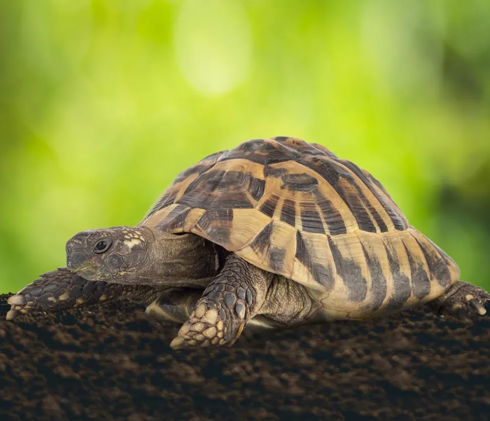 Floragard Schildkrötensubstrat