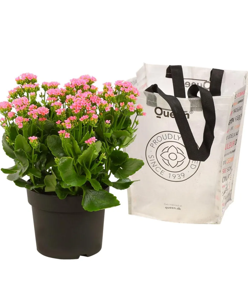 Freiland-Kalanchoe, verschiedene Farben