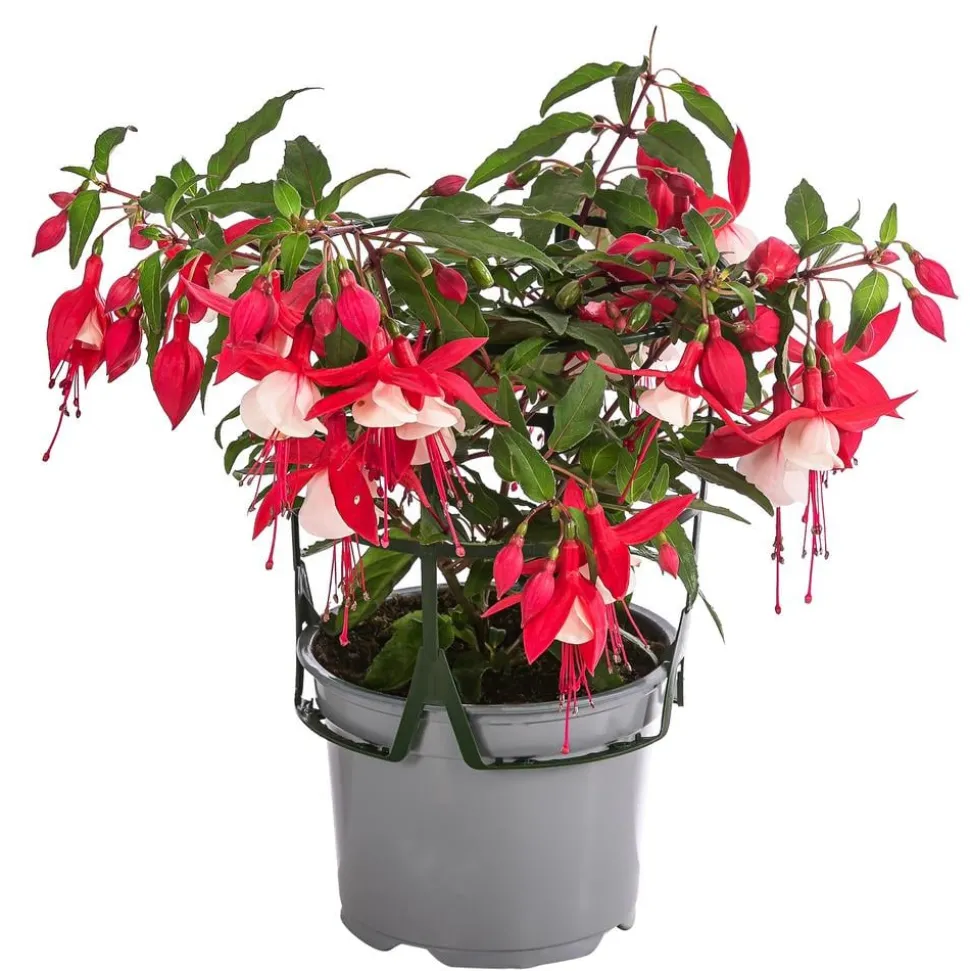 Fuchsie, hängend, verschiedene Sorten