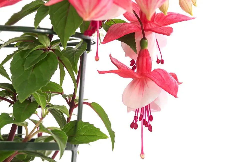 Fuchsie, hängend, verschiedene Sorten