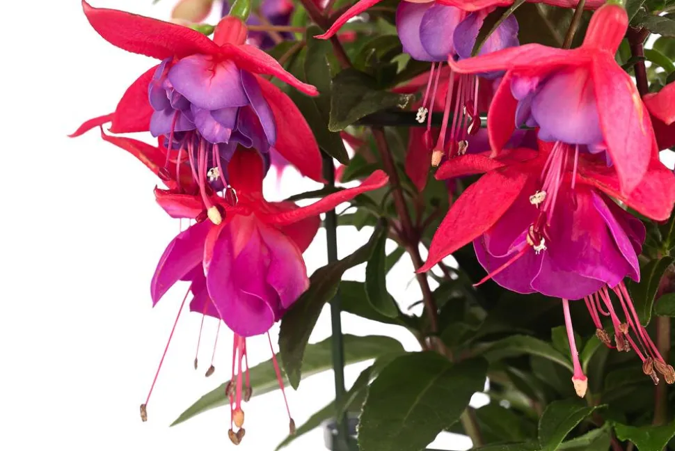 Fuchsie, hängend, verschiedene Sorten