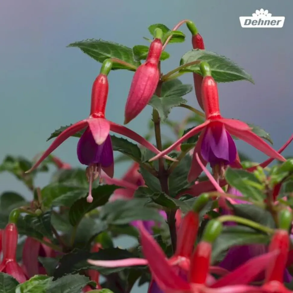 Fuchsie, stehend, verschiedene Sorten