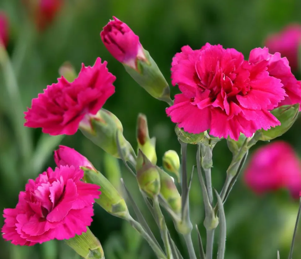 Garten-Nelke 'Devon Cottage', verschiedene Farben