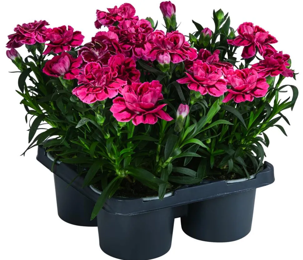 Garten-Nelke, verschiedene Farben, 4er-Set