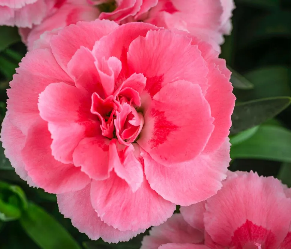 Garten-Nelke, verschiedene Farben, 4er-Set