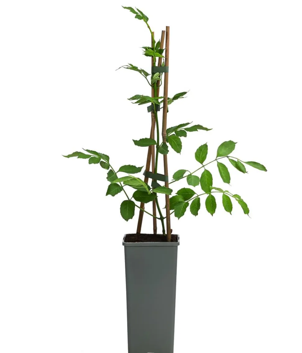 Gelbe Trompetenblume 'Flava'