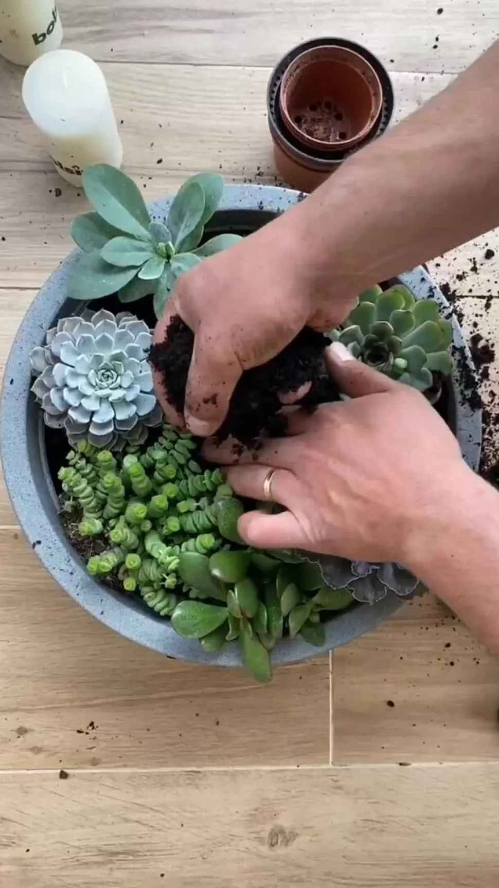 Geldbaum-Set - Crassula, verschiedene Sorten, 3-teilig