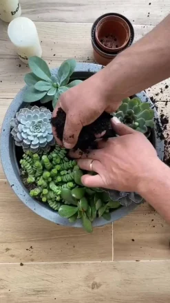 Geldbaum-Set - Crassula, verschiedene Sorten, 3-teilig