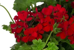 Geranie 'Caliente', Ampel