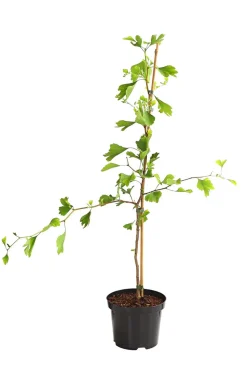 Ginkgobaum - Fächerblattbaum