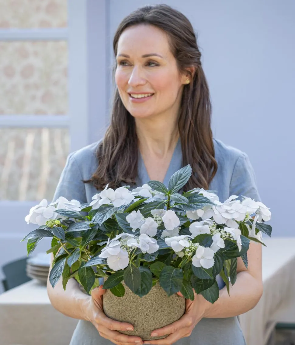 Girlanden-Hortensie 'Runaway Bride®'