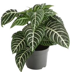 Glanzkölbchen - Aphelandra squarrosa