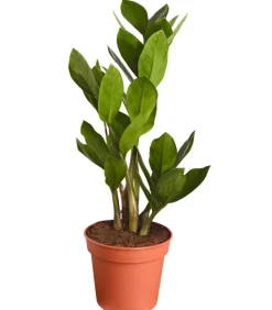 Glücksfeder - Zamioculcas zamiifolia