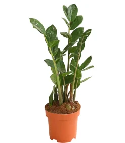 Glücksfeder - Zamioculcas zamiifolia