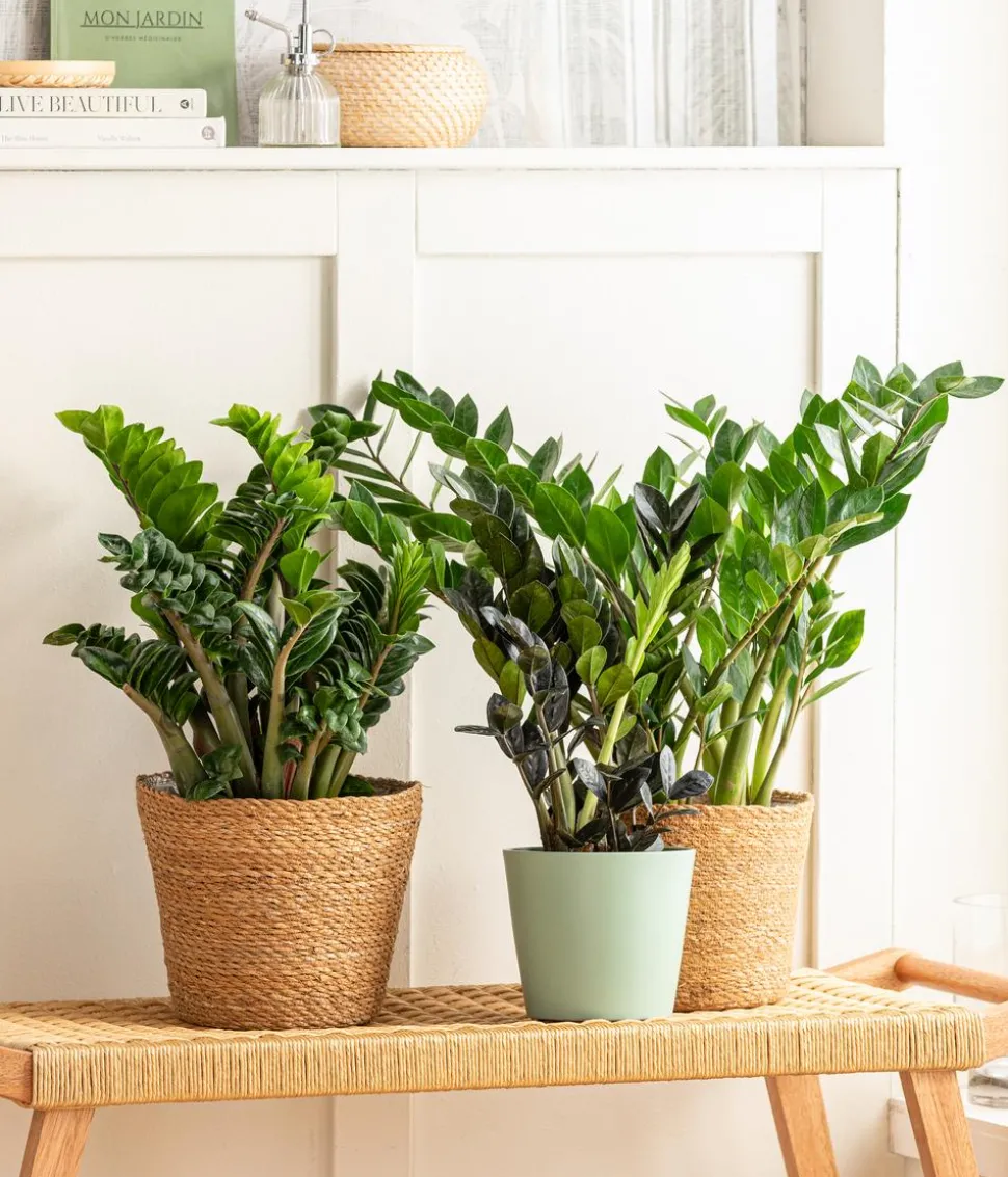 Glücksfeder - Zamioculcas zamiifolia