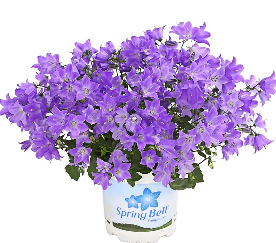 Glockenblume - Campanula porscharskyana 'Spring Bell®'