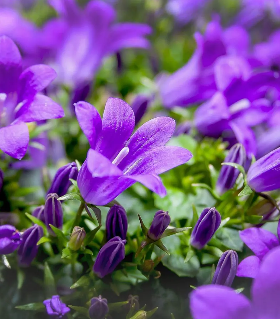 Glockenblume - Campanula porscharskyana 'Spring Bell®'
