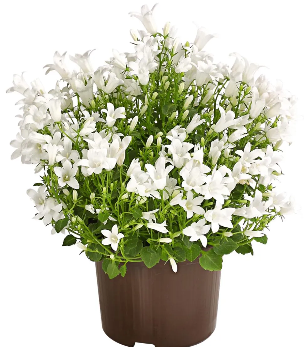 Glockenblume - Campanula portenschlagiana 'Get mee®'