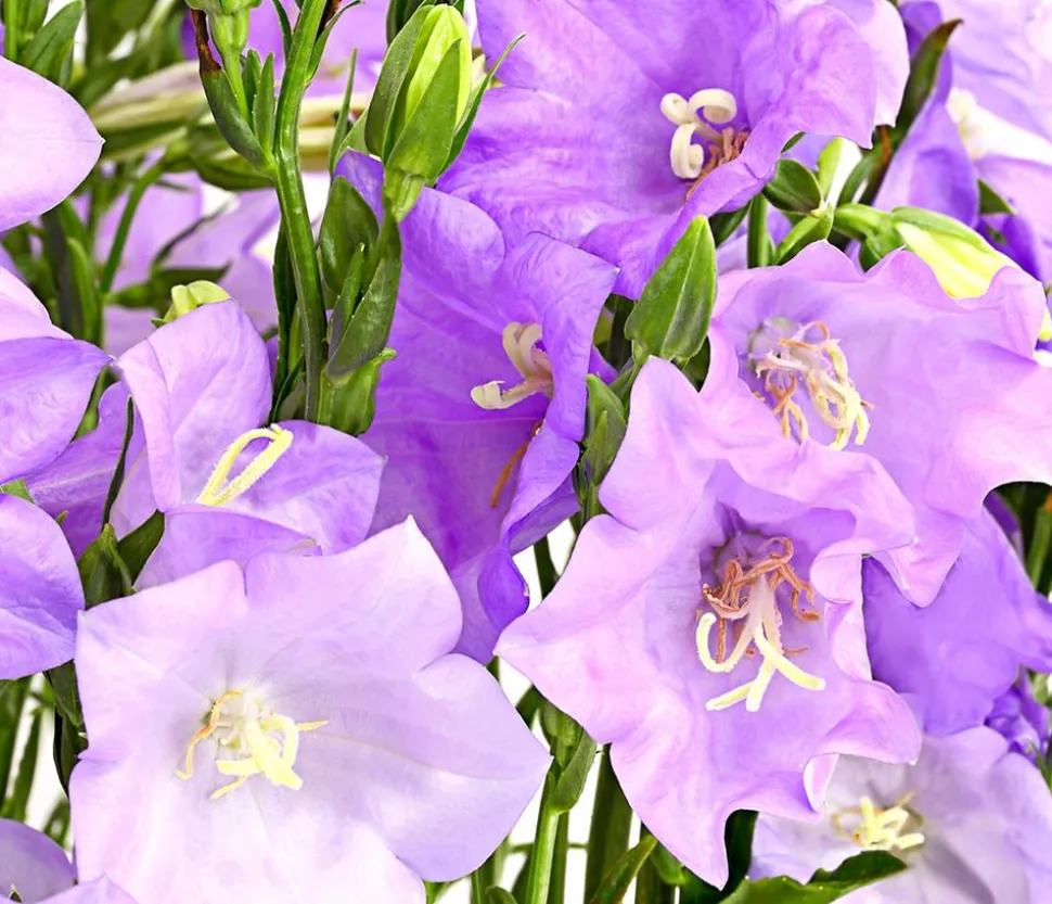 Glockenblume 'Takion', verschiedene Farben