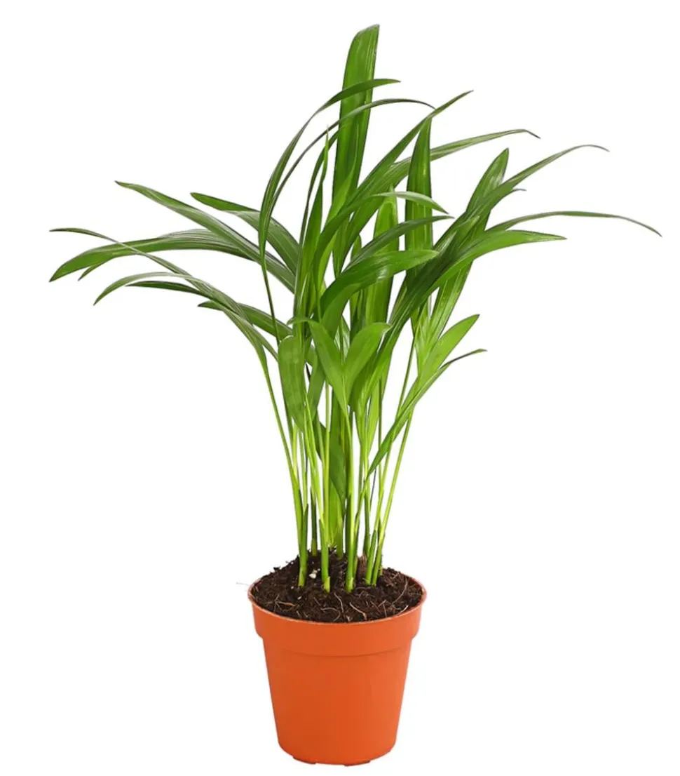 Goldfruchtpalme - Dypsis lutescens