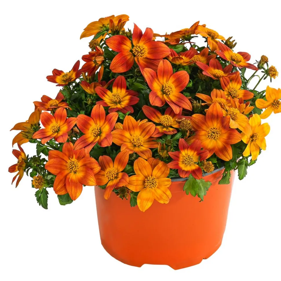 Goldmarie, orange