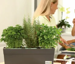 GREENBAR® Bohnenkraut