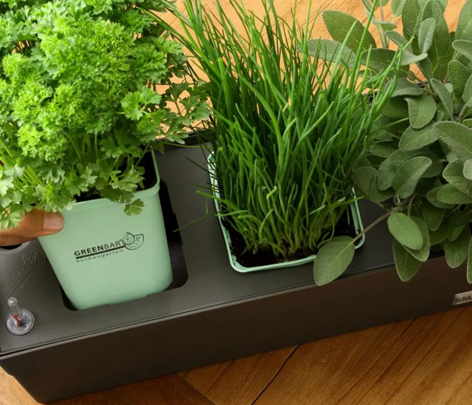 GREENBAR® Oregano