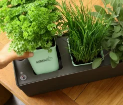GREENBAR® Petersilie, glatt