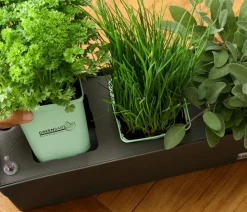 GREENBAR® Schnittlauch