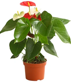Große Flamingoblume - Anthurium andreanum 'Frankonien'
