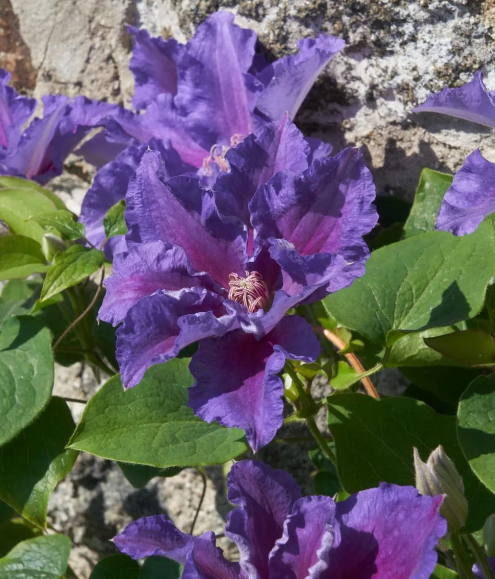 Guernsey Waldrebe - Clematis 'Baroness Fookes'