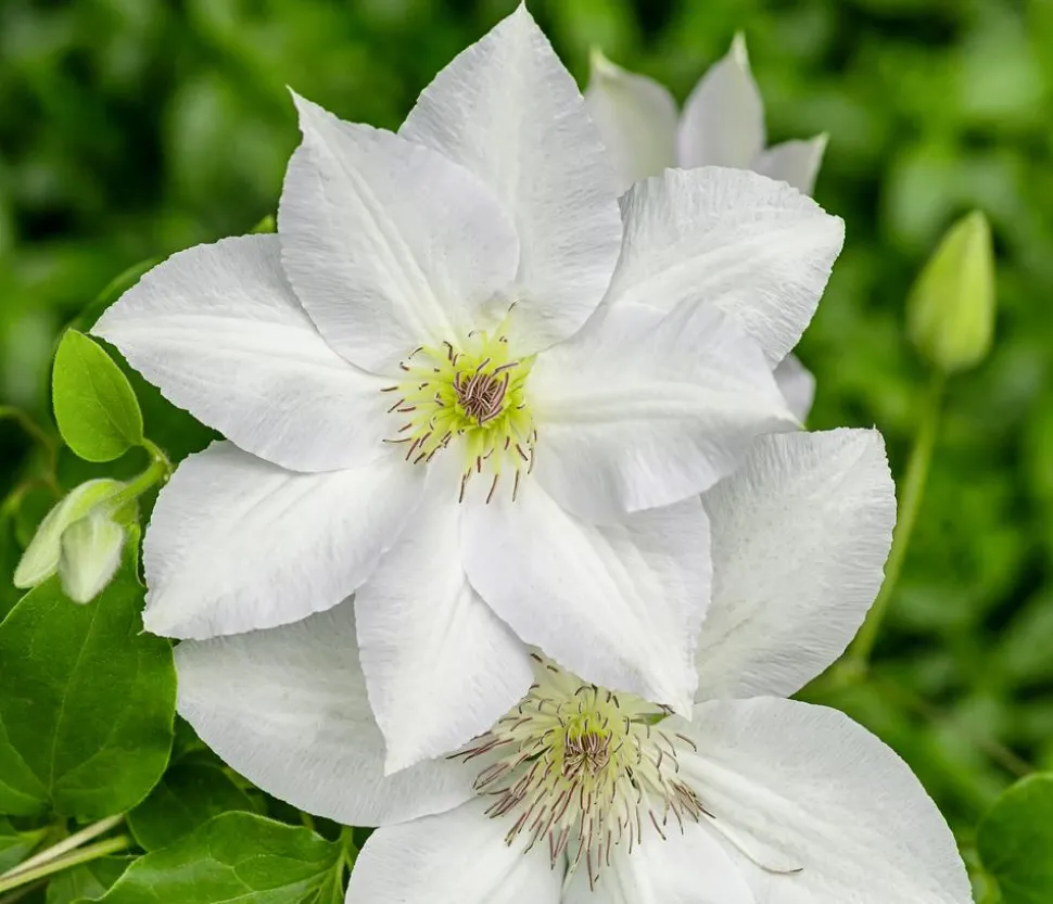 Guernsey Waldrebe - Clematis 'Guernsey Flute'