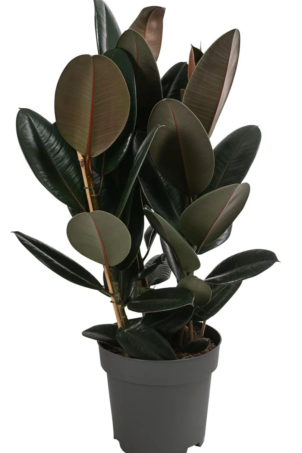 Gummibaum - Ficus elastica 'Abidjan'