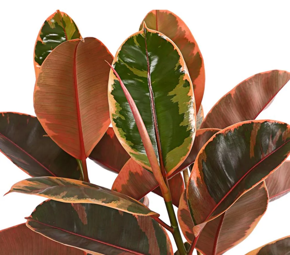 Gummibaum - Ficus elastica 'Belize'