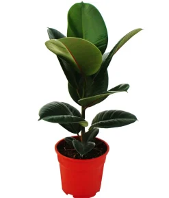 Gummibaum-Set - Ficus elastica, 2-teilig