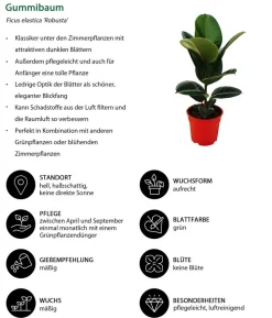 Gummibaum-Set - Ficus elastica, 2-teilig