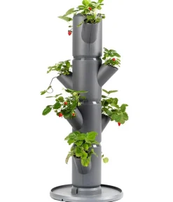 Gusta Garden Erdbeerbaum Sissi Strawberry Starter, ca. B32/H77/T27 cm