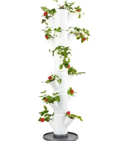 Gusta Garden Erdbeerbaum Sissi Strawberry Classic, ca. B32/H113/T27 cm