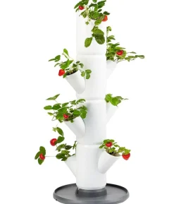 Gusta Garden Erdbeerbaum Sissi Strawberry Starter, ca. B32/H77/T27 cm