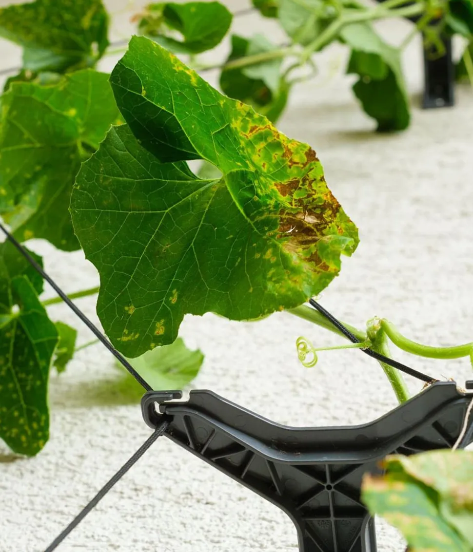 Gusta Garden Gurken-Rankhilfe Cucumber Buddy, ca. B18/H108/T14 cm
