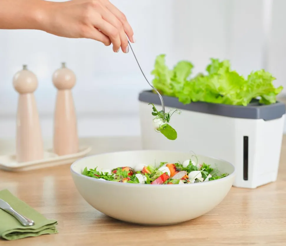 Gusta Garden Kräutertopf Harry Herbs mit Anzuchthaube, ca. B36/H25/T15 cm