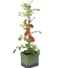 Gusta Garden Tomatentopf Tom Tomato, ca. B35/H135/T28 cm