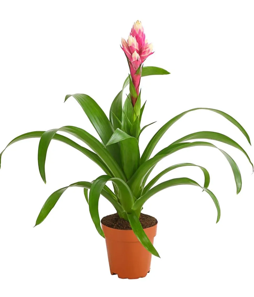Guzmanie - Guzmania 'Candy'