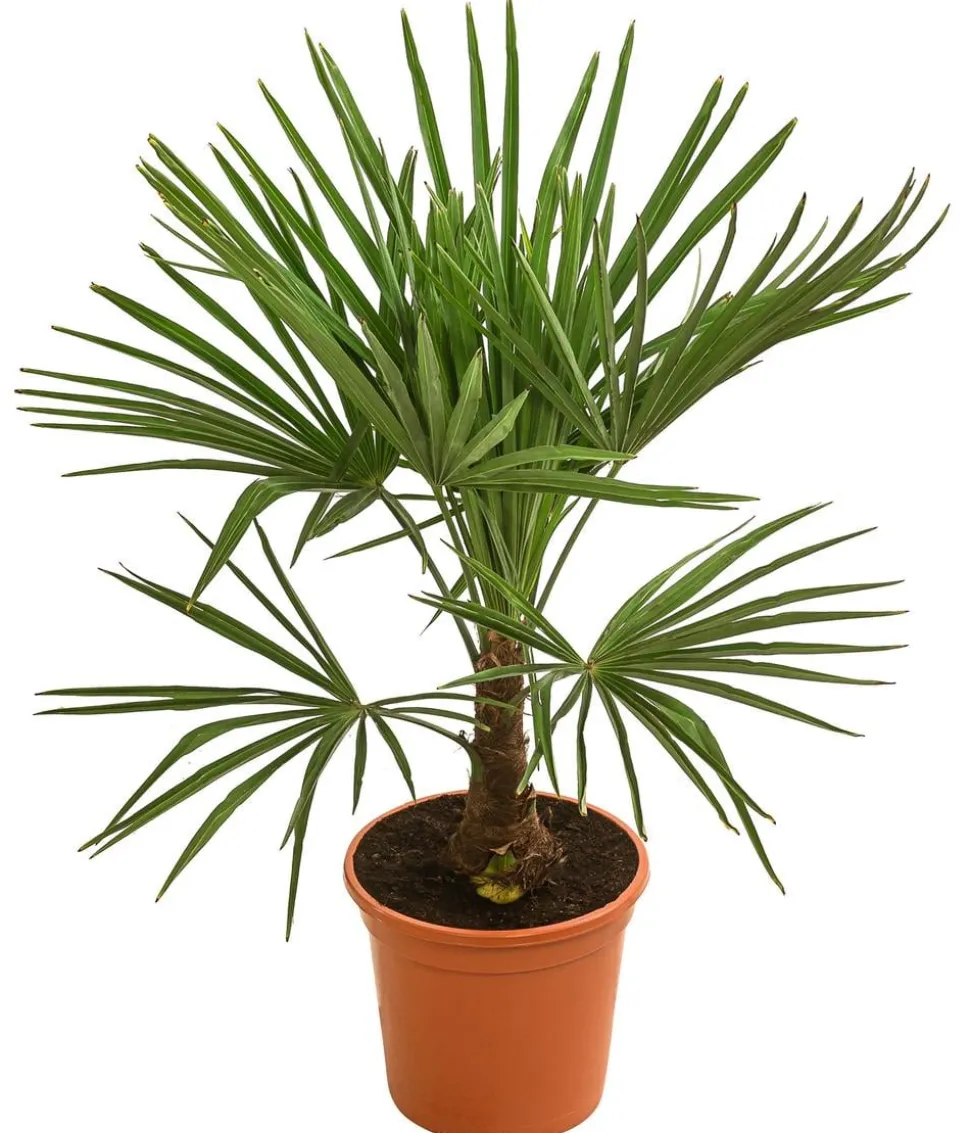 Hanfpalme