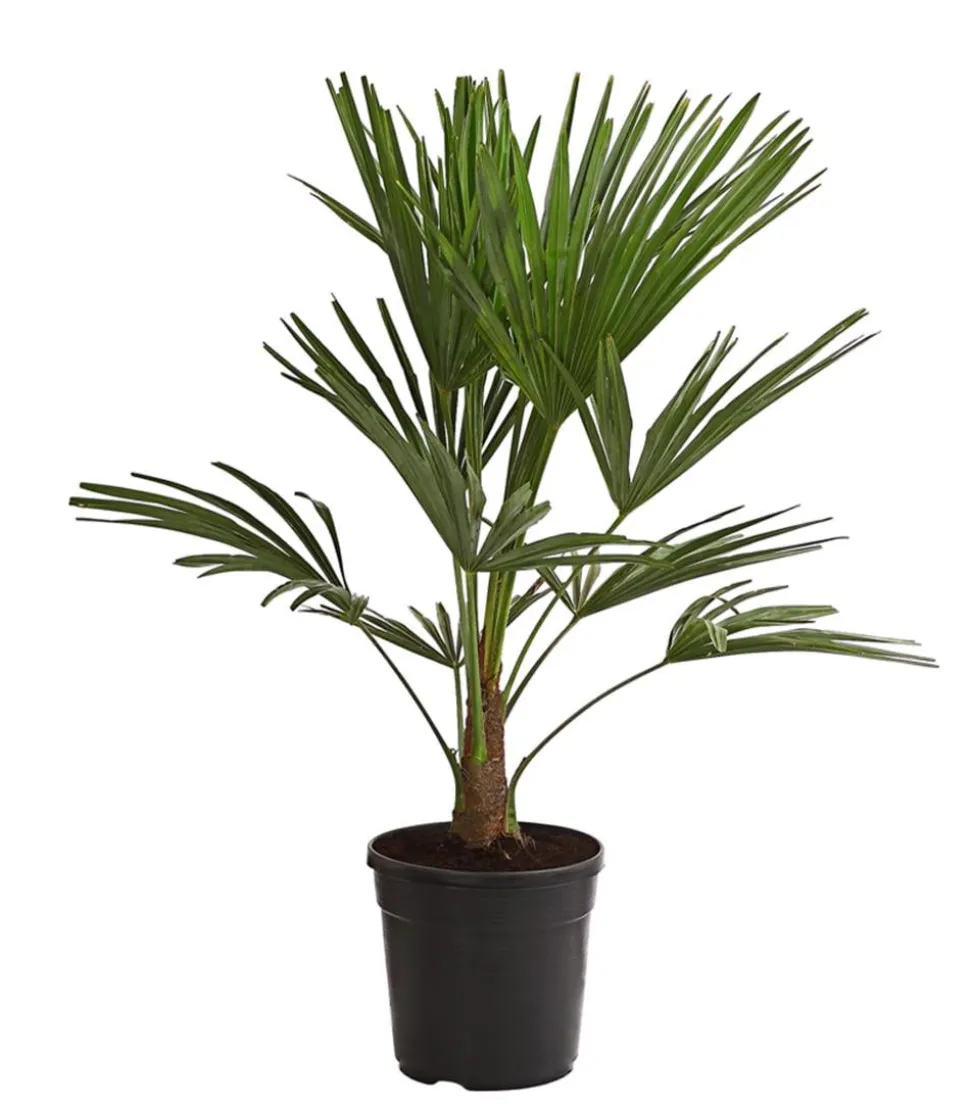 Hanfpalme